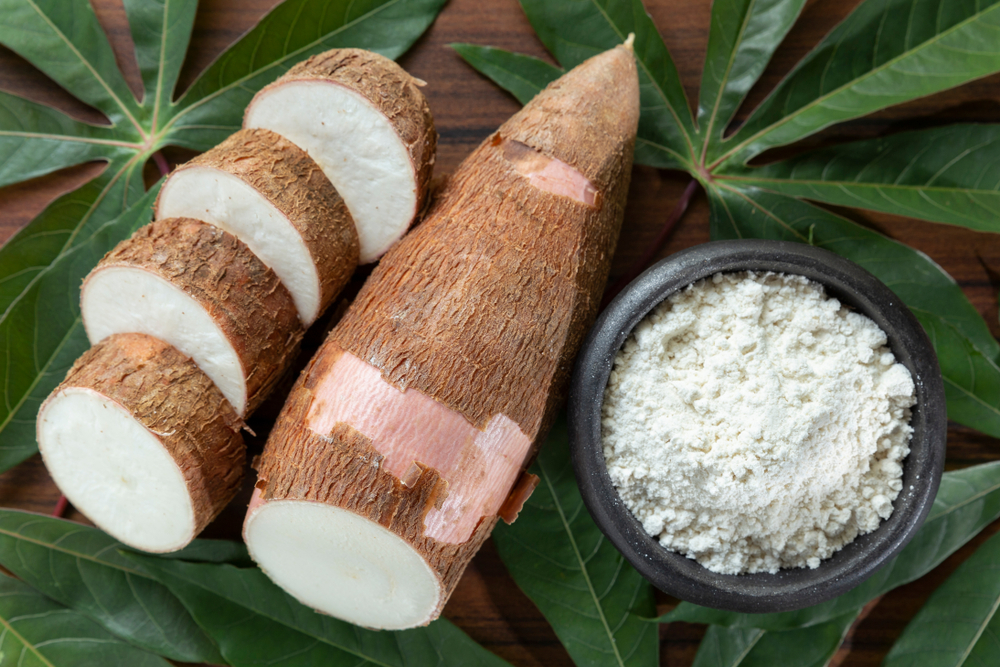Natural tapioca starch, the raw material used to produce modified starch for the food industry